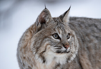 Bobcat in the snow