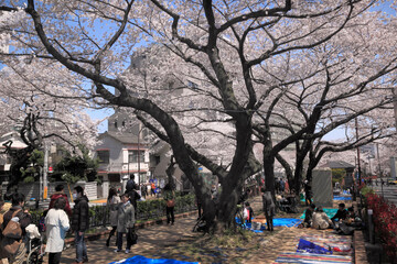 Obraz na płótnie Canvas 播磨坂の桜