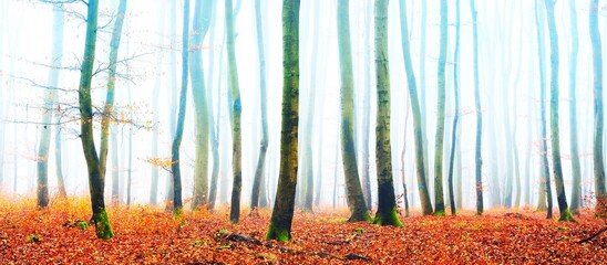 Picturesque panoramic view of the mysterious beech forest in a thick morning fog. Red and orange...