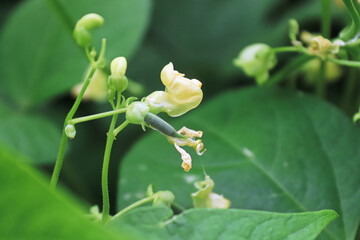 Macro view of a cluster of white bean blossoms