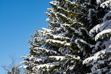 冬の松林と青空
