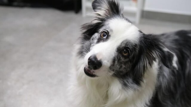 cute  happy confused boarder collie dog flipping head