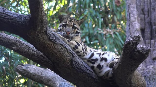 Clouded leopard stares directly at viewer from big tree.  The wild cat is resting but is gazing intently.