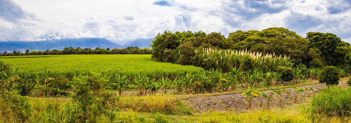 Panoramic view of the beautiful crops at the Valle del Cauca region in Colombia