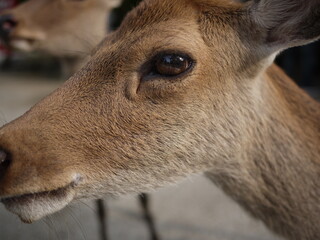 奈良の鹿 deer in nara japan
