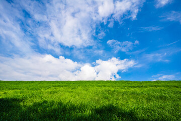 Field grass and blue sky with white clouds