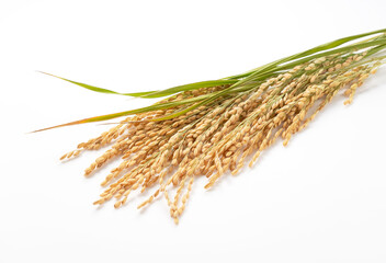 Ears of rice on a white background