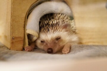 はりねずみ　hedgehog