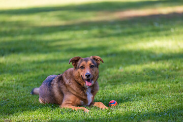 large dog, german shephard, in the park 