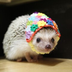 はりねずみ　hedgehog