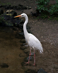 White Heron Bird Stock Photos.  Great White Heron Image. Portrait. Picture.
