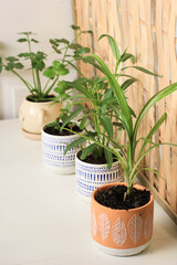 Obraz premium Mini Home Garden