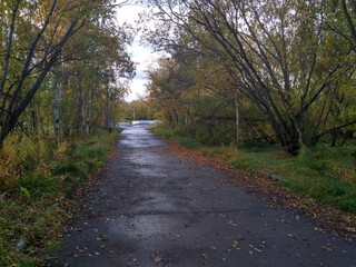 Obraz premium autumn path at sunset landscape in the Park