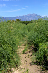 Fototapeta na wymiar Field with growing bushes of asparagus