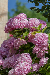 The hydrangea grows close-up on a flower bed