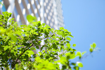 高層ビルと新緑若葉 © Paylessimages