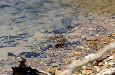 A frog sits in the water near the shore in a pond close-up