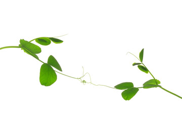 絡み合う豆苗の苗