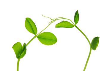 絡み合う豆苗の苗