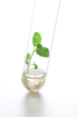 試験管で育つ植物