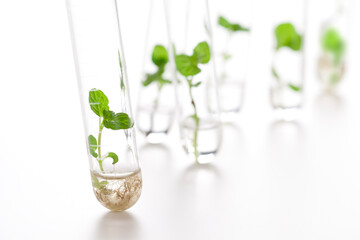 試験管で育つ植物
