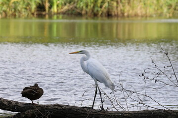great blue heron, wild bird