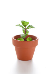 Obraz premium 鉢植え新芽