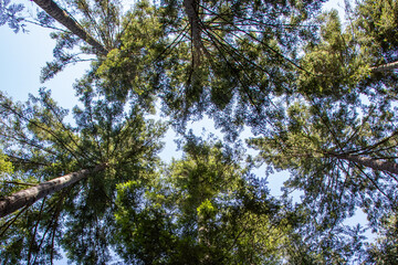 pine tree branches against sky