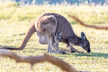 kangaroo and baby