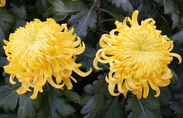Yellow football mum flowers at full bloom