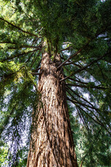 pine tree in the forest