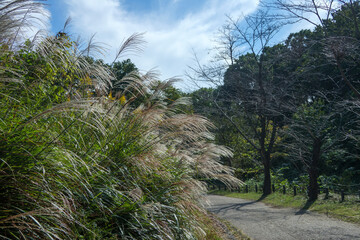 日本の初秋の風景