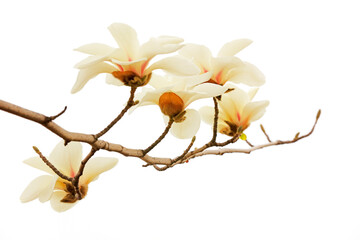 Magnolia flower in a white background