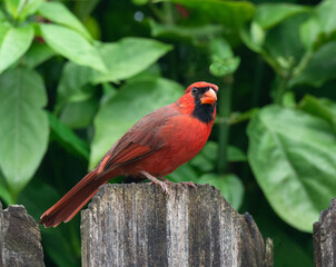 Male red cardinal with black face mask and wing markings is perched on a brown weathered wooden fence with green leaves in the background.