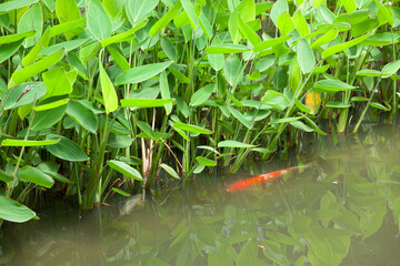 庭池のミズカンナと錦鯉
