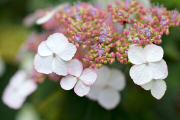 額紫陽花(べにがくあじさい)