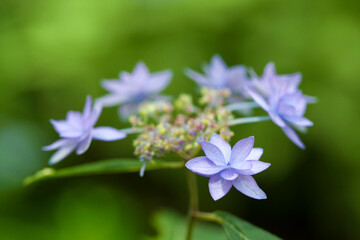 八重の額紫陽花(七段花)
