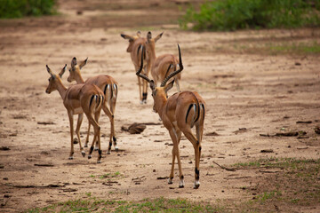 Gazelle at Ngorongoro crater, Tanzania, Africa