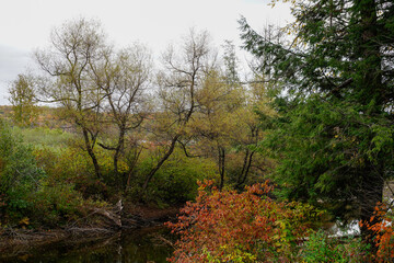 Fototapeta premium Beautiful fall evening at a Pennsylvania state park. Fall foliage. Stream through the autumn trees.