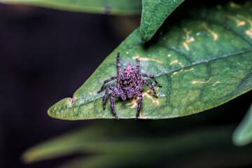 close-up of spider on a leaf