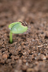 Young shoots growing in the soil in spring