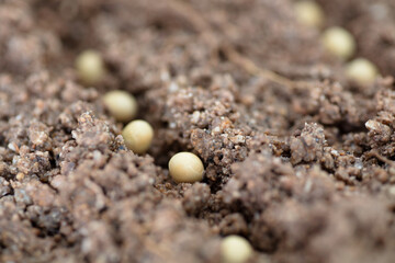 Soybeans grown in the soil