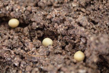 Soybean seeds sown in the soil in spring