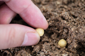 Holding a soybean and planting it in the soil