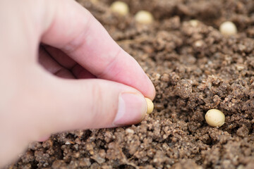 Holding a soybean and planting it in the soil