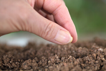 Hand holding a soybean planted in soil close-up