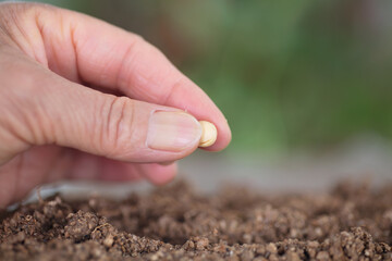 Hand holding a soybean planted in soil close-up