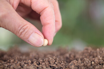 Hand holding a soybean planted in soil close-up