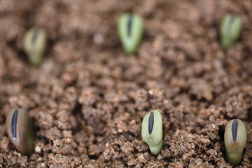 Broad beans sown in soil in spring