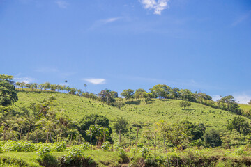 Fototapeta na wymiar Verdes montañas con altos arboles, cielo azul, paisaje natural, vida de campo, vida en la naturaleza